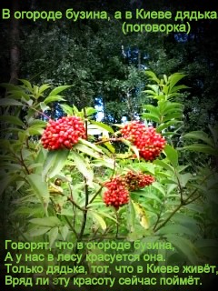Пословица бузина и киев Пословица бузина и киев
