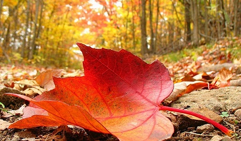 Чайная беседка