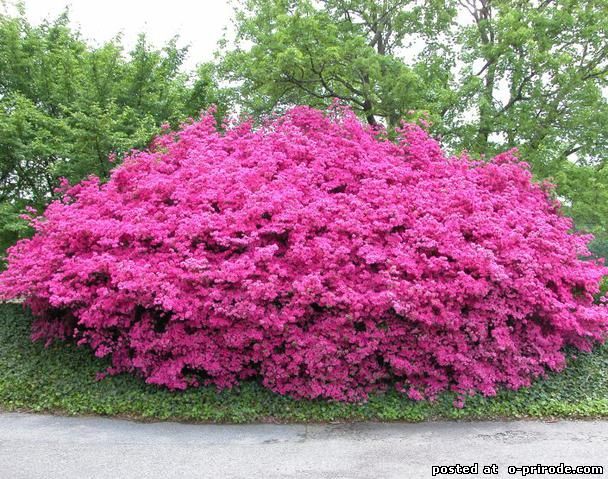 Цветы многолетние красивые кустарники фото Цветы многолетние красивые кустарники фото