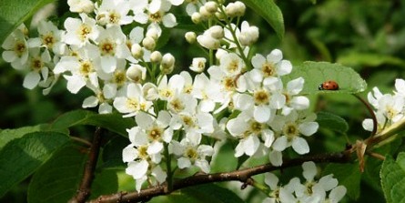 Крушина как цветет