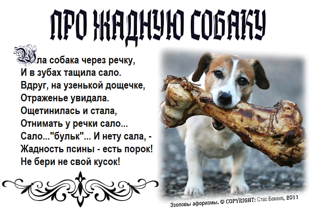 Стих про собаку и про ее щенят Стих про собаку и про ее щенят