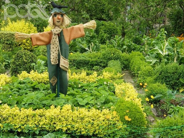 Чучело на огороде Чучело на огороде