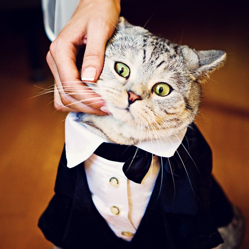 Костюм для кота Костюм для кота