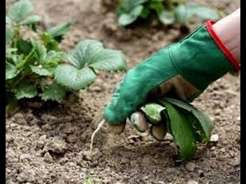 Обработка от сорняков своими руками Обработка от сорняков своими руками