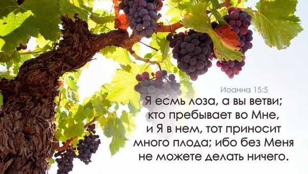 Лоза винограда стих Лоза винограда стих