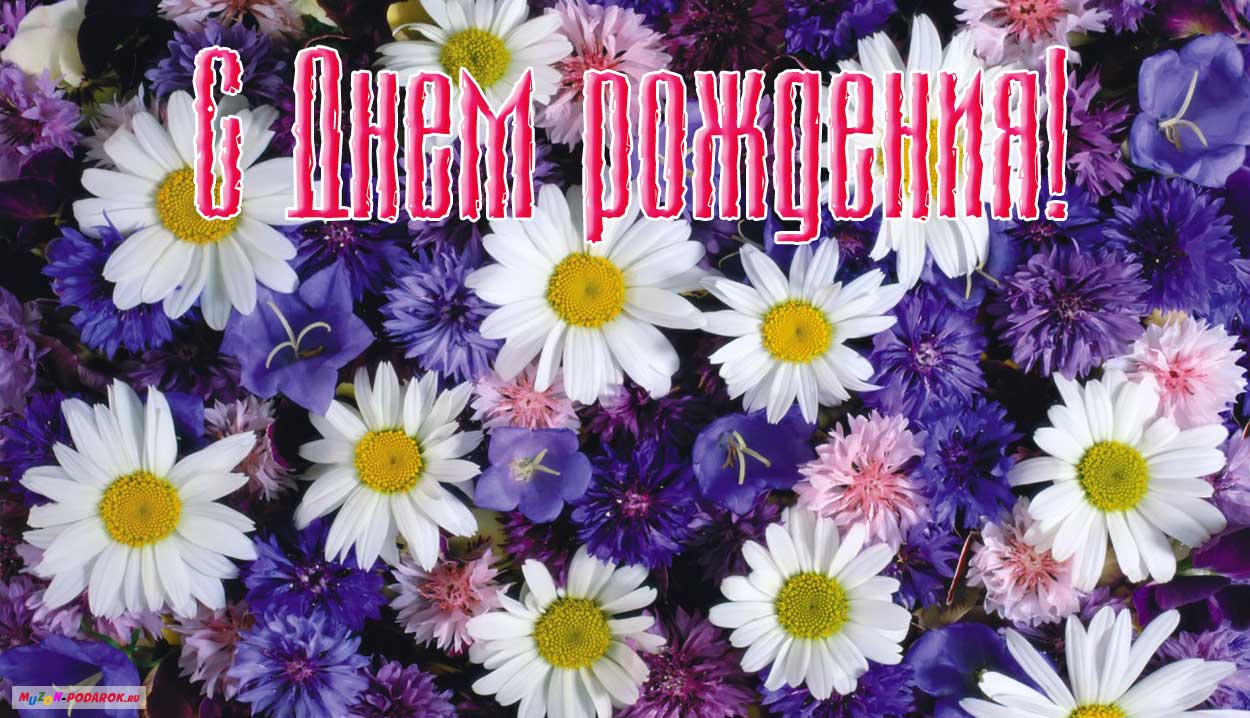 Открытки полевые цветы с днем рождения женщине красивые Открытки полевые цветы с днем рождения женщине красивые