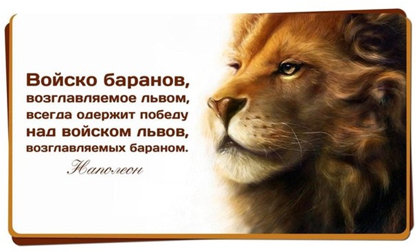 Цитаты и слова о львах Цитаты и слова о львах