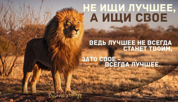 Фото цитаты львы Фото цитаты львы