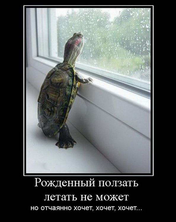 Кому-то летать а кому-то ползать стих Кому-то летать а кому-то ползать стих
