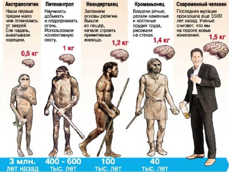 Схема от древнего человека к современному Схема от древнего человека к современному