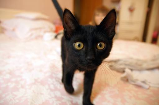 Фото самых худых котов