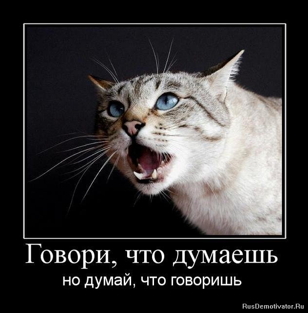 Почему кот орёт постоянно кастрированный Почему кот орёт постоянно кастрированный