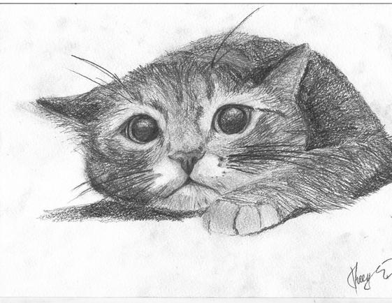 Карандашный рисунок с кошкой Карандашный рисунок с кошкой