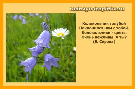 Стих про колокольчики не цветы Стих про колокольчики не цветы