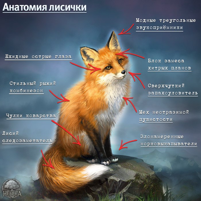Стих для детей я лисичка Стих для детей я лисичка