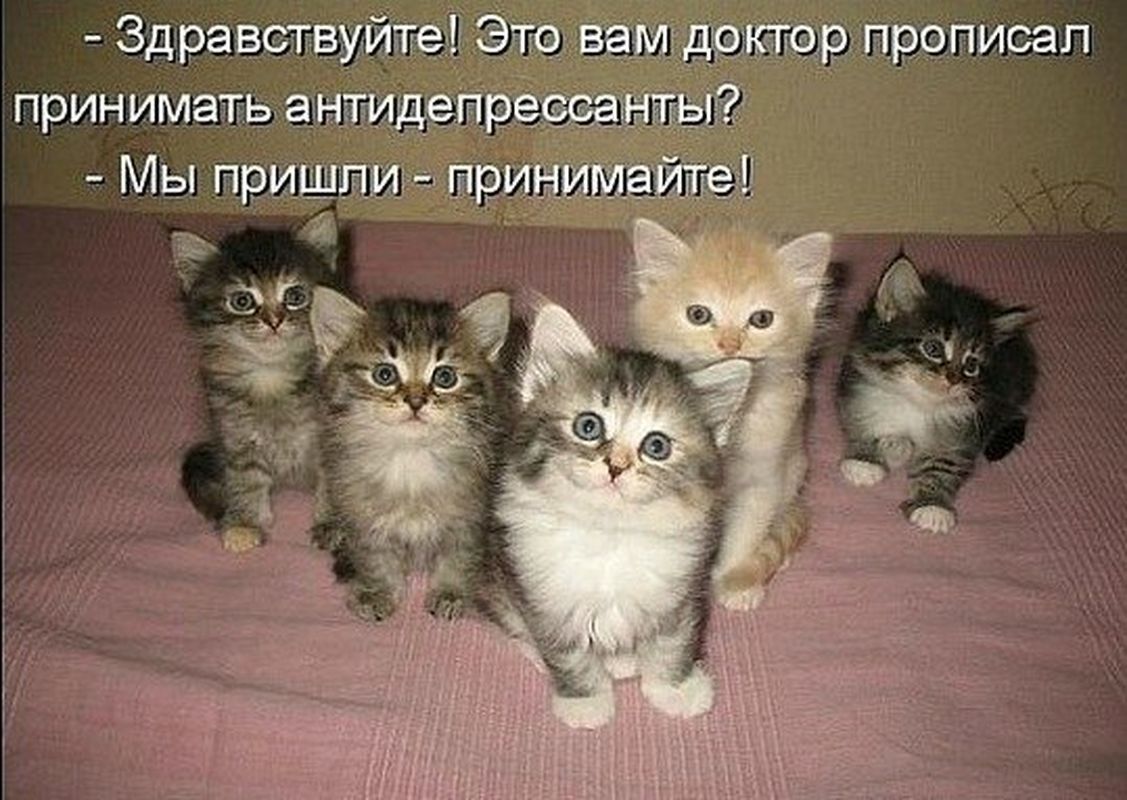 Цитаты про кошек милые Цитаты про кошек милые
