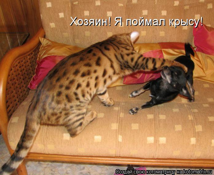 какая порода кошек ловит крыс какая порода кошек ловит крыс