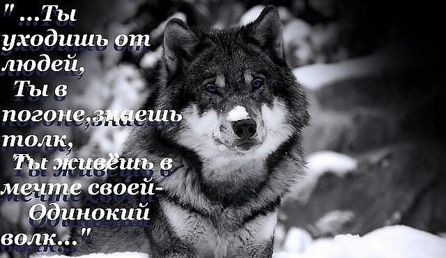 Статус про волк одиночка Статус про волк одиночка