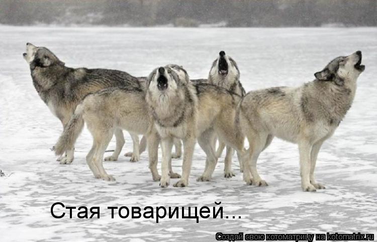 Скачать песню про стаю волков