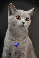 Украшения для кошек фото Украшения для кошек фото