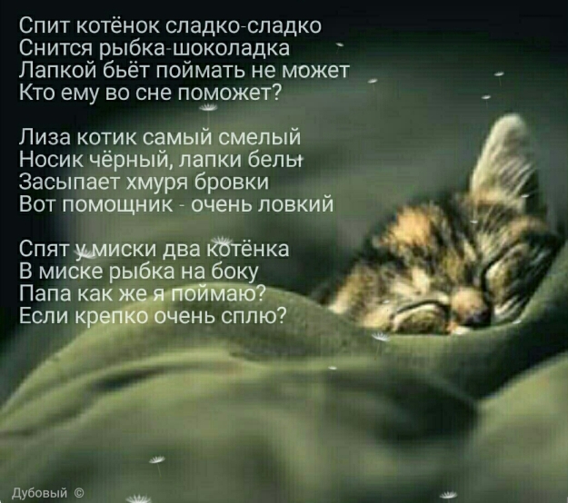 Спящий котенок стих Спящий котенок стих