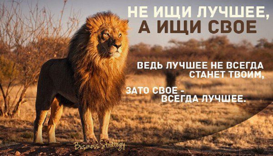 Цитаты и слова о львах Цитаты и слова о львах