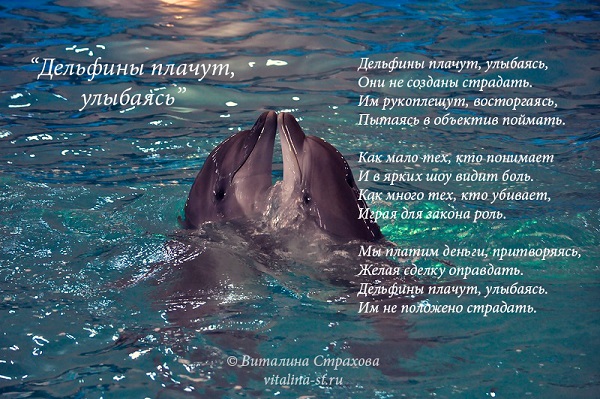 Стих про дельфинов для детей Стих про дельфинов для детей