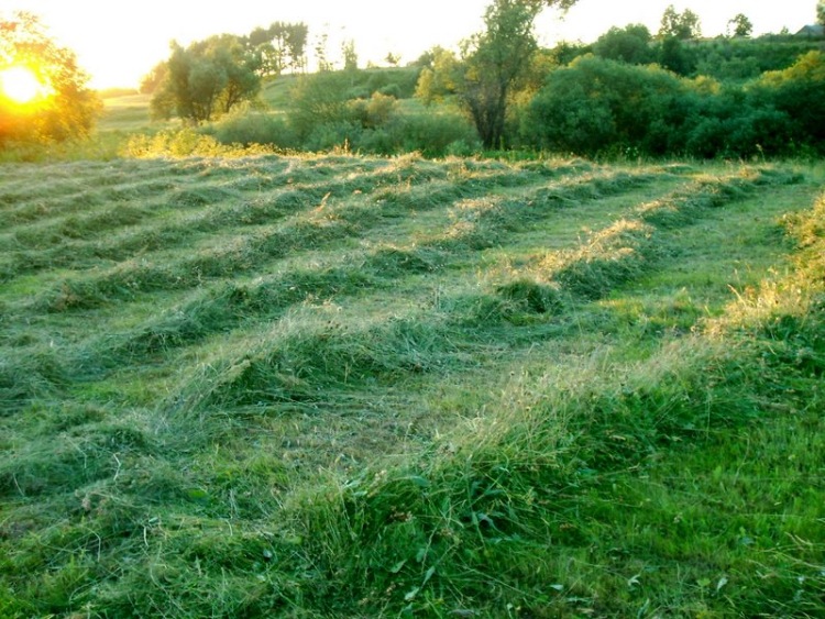 Почему траву на лугу надо скашивать от центра двигаясь по кругу Почему траву на лугу надо скашивать от центра двигаясь по кругу