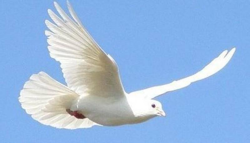 Песня летите голуби скачать