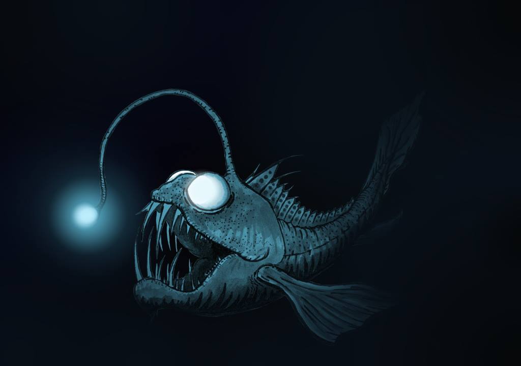 deep sea creatures adaptations deep sea creatures adaptations