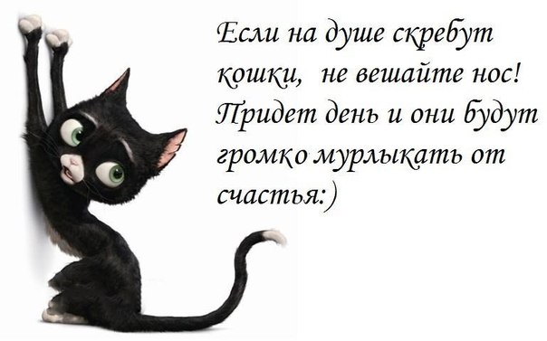 Статус в картинках с кошкой Статус в картинках с кошкой