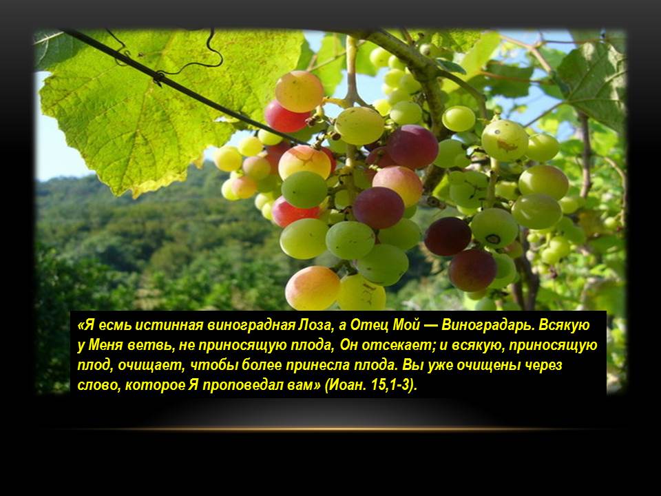 Лоза винограда стих Лоза винограда стих