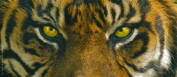 Скачать песню eyes of the tiger