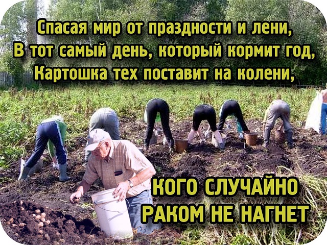 Открытка про картошку 46