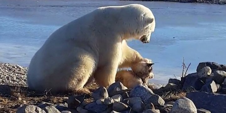 белый медведь гладит собаку по голове видео белый медведь гладит собаку по голове видео
