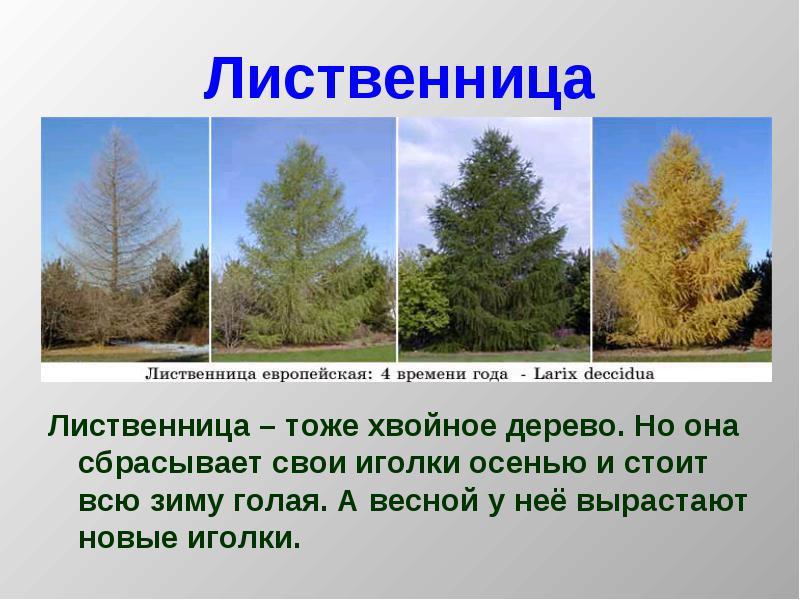 Лиственница почему так называется Лиственница почему так называется