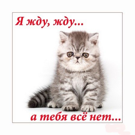 Открытка а вы скучали Открытка а вы скучали