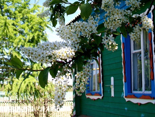 Край родной да яблоневый сад скачать песню