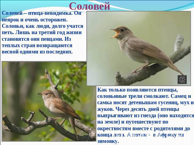 Поют соловьи стих Поют соловьи стих