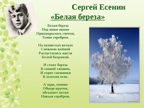 Стих о березе белая береза под моим Стих о березе белая береза под моим