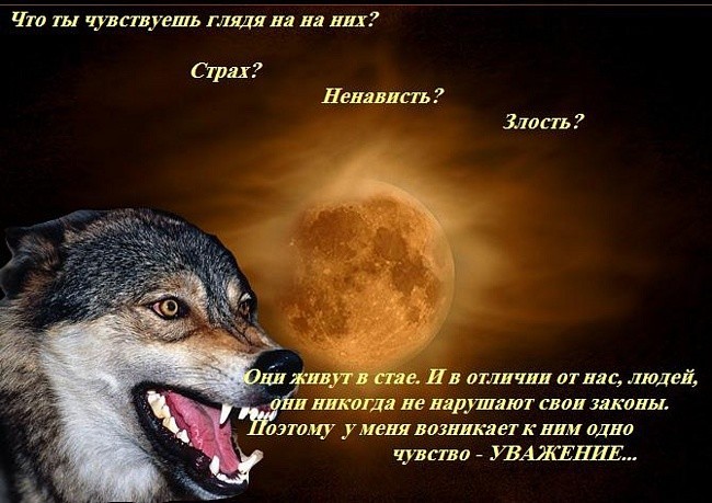 Человек как волк статус Человек как волк статус