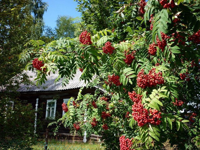 Можно ли сажать красную рябину рядом с домом 41