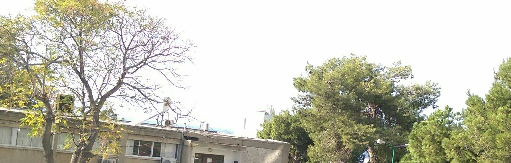 Пожелтело деревце