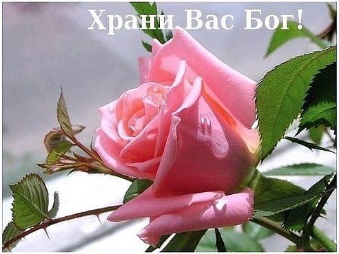 Про нежность...