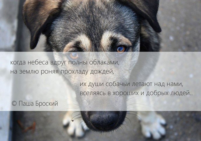 Стих про умершего собаку Стих про умершего собаку