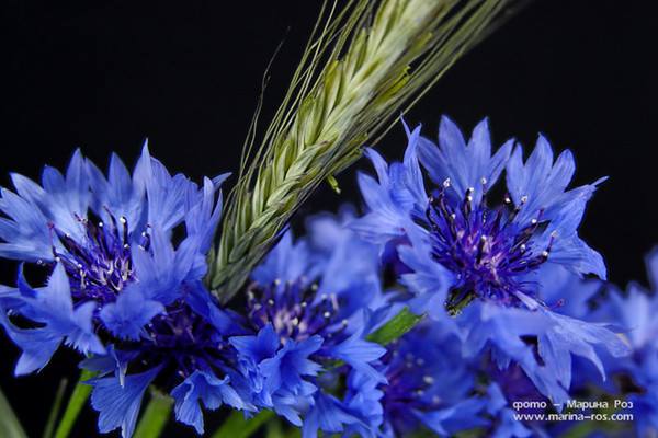 ���� �����-���������