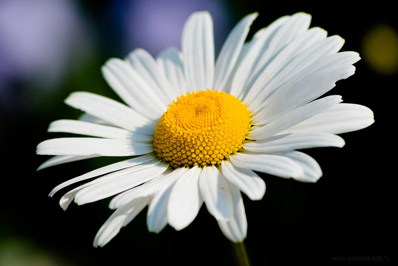 Александра Холодова