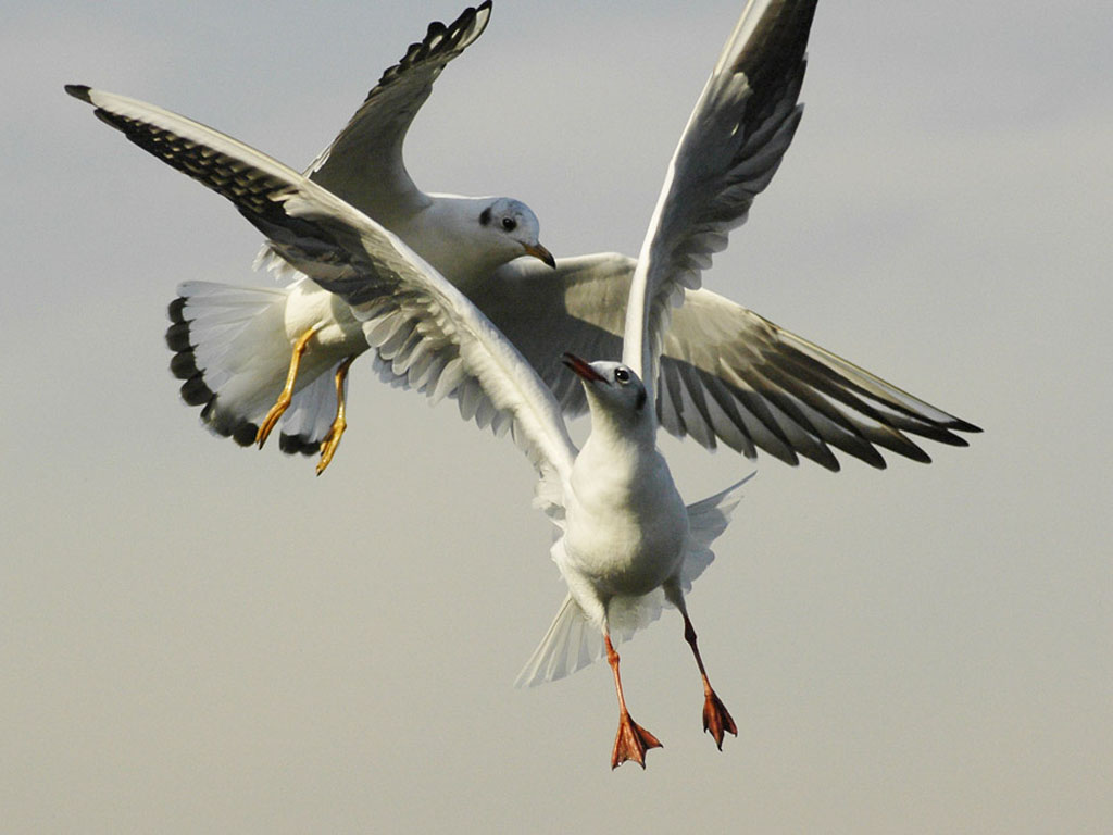 Александр Бердников