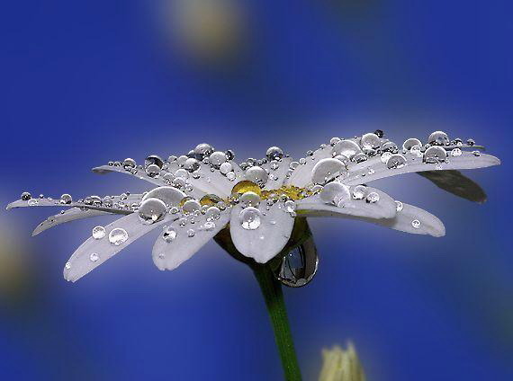 ����� �������