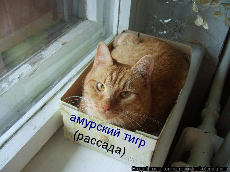 Хай Тайка